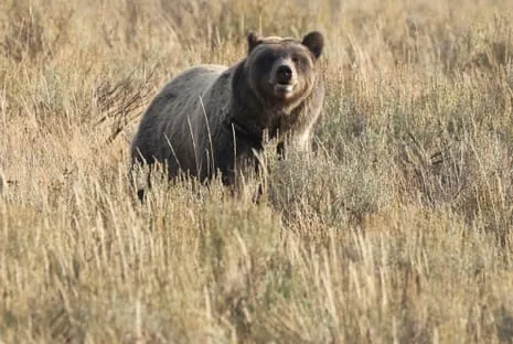Trail Walker Injured by Bear in Yellowstone Transported to Medical Facility