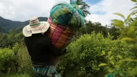 US Labels Colombia as Failing to Cooperate in Narcotics Battle