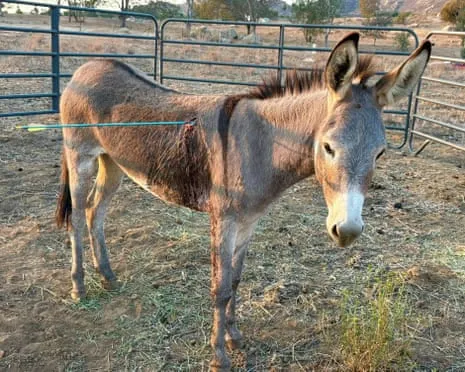 Wild Ass Recovering After Latest Projectile Strike on Free-Roaming Asses in California