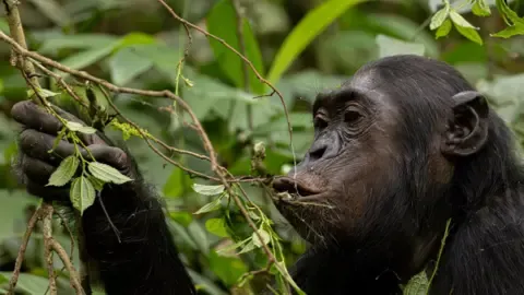 Wild Chimps Ingesting a Daily Dose of a Beer Daily from Fermented Fruits, Study Reveals