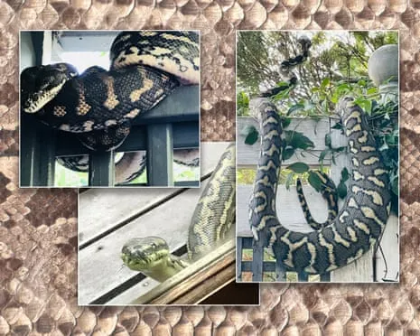Welcoming the Reptiles in the Overhead Space: An Evolution from Anxiety to Fascination