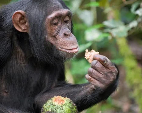 Chimpanzees Ingest Everyday Ethanol Equivalent to a Pint from Ripe Figs