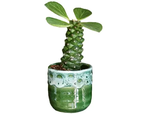 Can My Euphorbia Once Again Sprout Again?