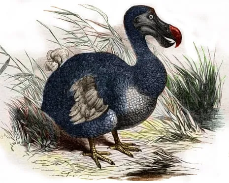 Scientists Assert They’ve Made a ‘Pivotal Step’ in Reviving the Dodo for the Initial Instance in 300 Years